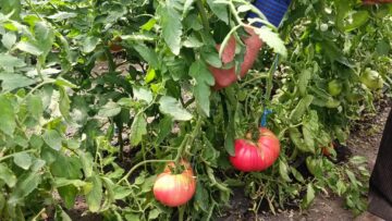 Roșii românești cultivate în serele lui Vasile Mătrășoaie