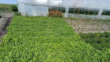 Busuioc plantat de Vasile Mătrășoaie