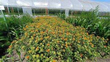 Șofran cultivat de Vasile Mătrășoaie