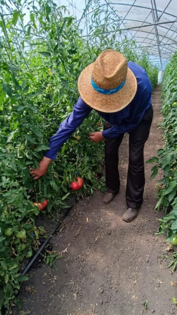Roșii românești cultivate în serele lui Vasile Mătrășoaie