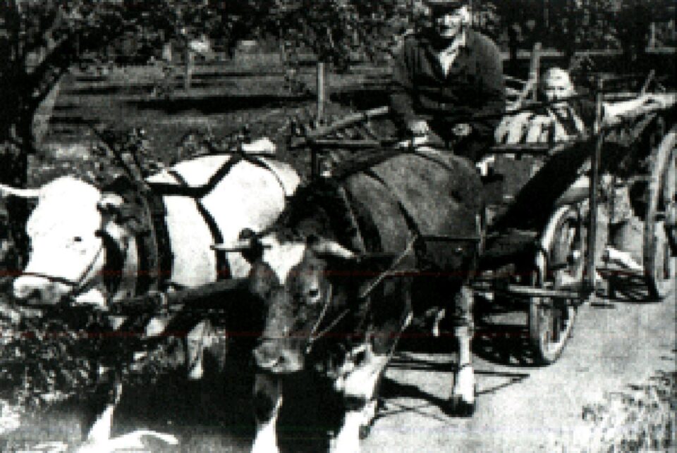 „Răzeșii”