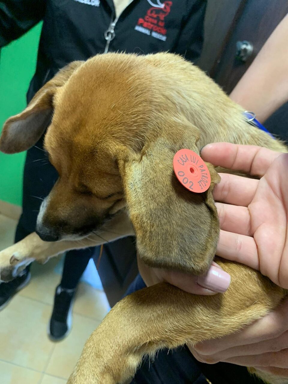 Crotaliul pe care îl poartă câinii sterilizați