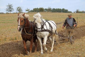 „Odinioară omul”