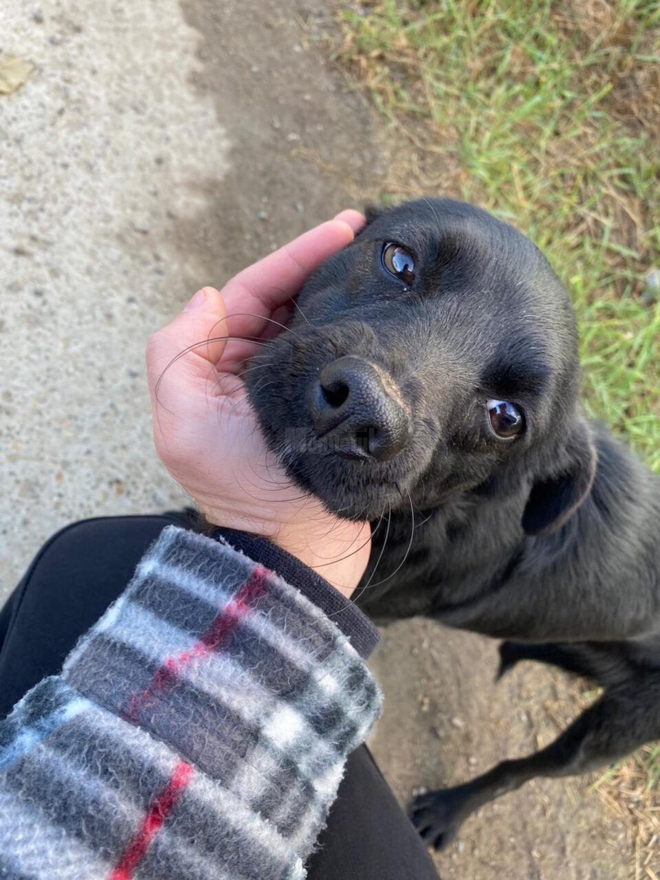 Un târg de adopții pentru câinii din adăpostul public al Sucevei va avea loc duminică