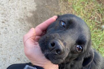 Un târg de adopții pentru câinii din adăpostul public al Sucevei va avea loc duminică