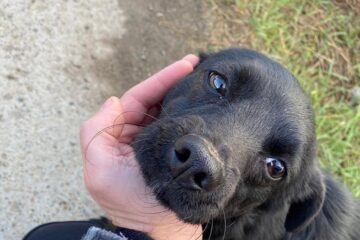 Cei care vor să adopte un patruped sunt așteptați duminică, în parcarea Iulius Mall, între orele 12.00-18.00