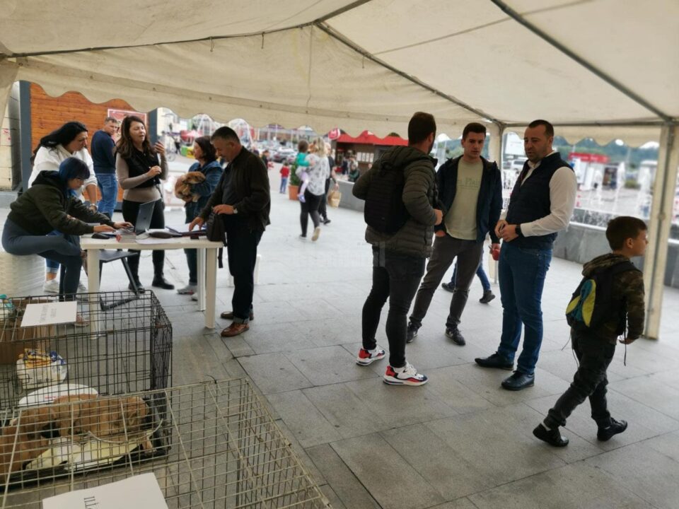 Targul de adoptii de la Iulius Mall