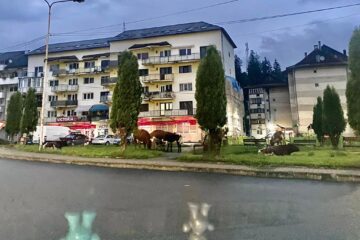 Vacile maidaneze au reapărut pe străzile din Vatra Dornei