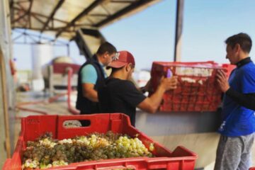 Must de calitate superioară, pentru prepararea vinului acasă, la Cramele Gramma
