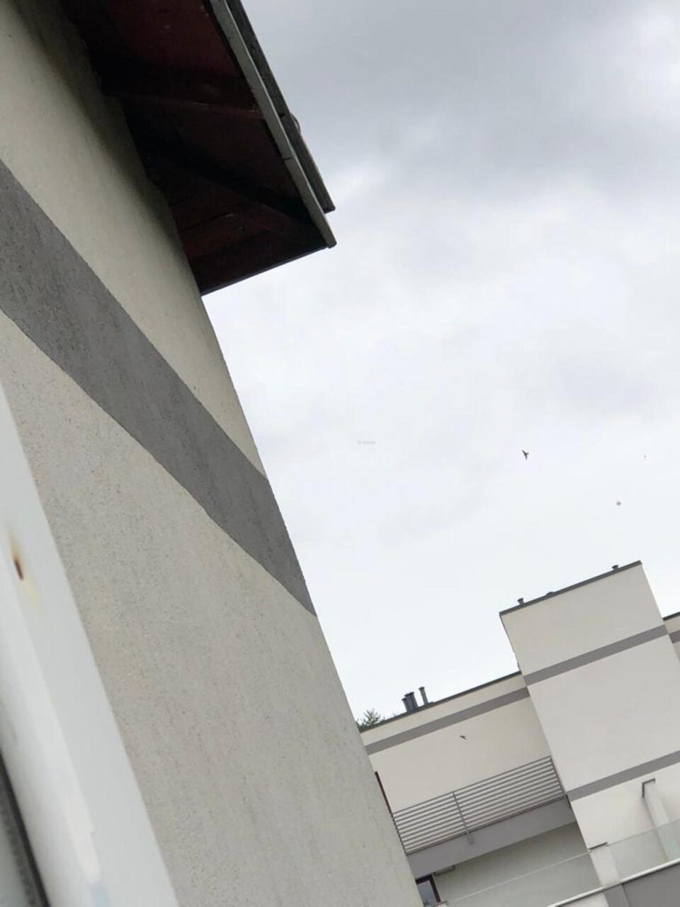 În peretele de sub acoperiș și-a făcut casă o colonie de lilieci