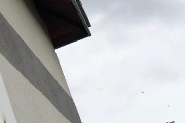 În peretele de sub acoperiș și-a făcut casă o colonie de lilieci