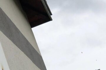 În peretele de sub acoperiș și-a făcut casă o colonie de lilieci