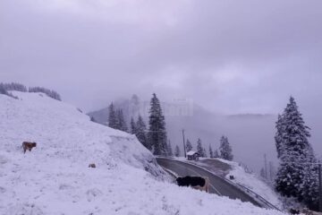 Prima ninsoare pe Rarău din acest sezon. Foto satulslatioara