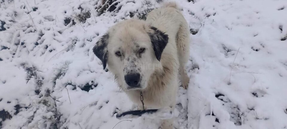 Prima ninsoare pe Rarău din acest sezon. Foto satulslatioara