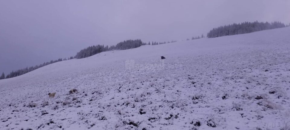 Prima ninsoare pe Rarău din acest sezon. Foto satulslatioara