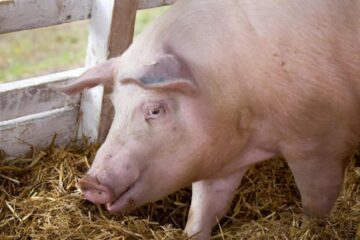 Porc bolnav de pestă africană. Foto agrointel.ro