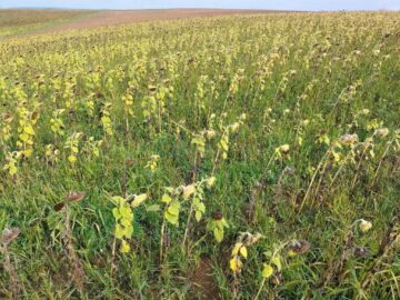 Culturi afectate de secetă. Foto Directia Agricolă Suceava