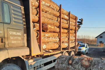 Nereguli la exploatarea, transportul, debitarea și comercializarea materialului lemnos, depistate de Poliție și Garda Forestieră