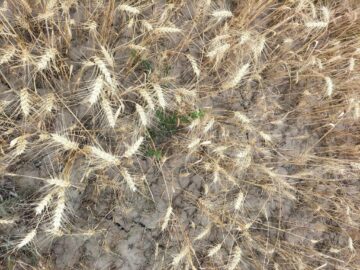 Culturi afectate de secetă. Foto Directia Agricolă Suceava