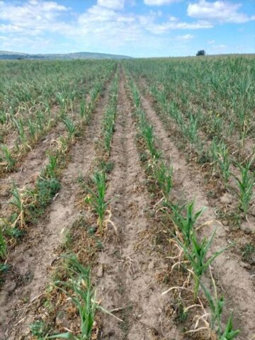 Culturi afectate de secetă. Foto Directia Agricolă Suceava
