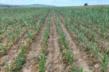 Culturi afectate de secetă. Foto Directia Agricolă Suceava