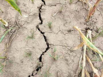 Culturi afectate de secetă. Foto Directia Agricola Suceava
