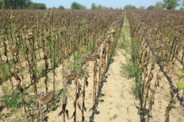 Culturi afectate de secetă. Foto Directia Agricola Suceava