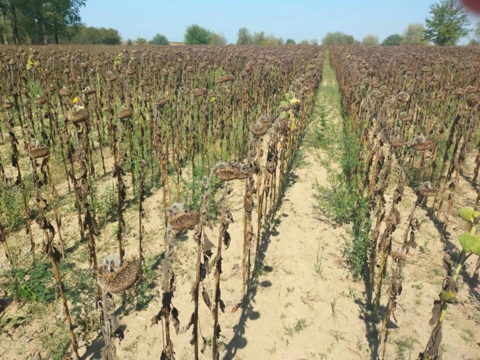 Culturi afectate de secetă. Foto Directia Agricola Suceava