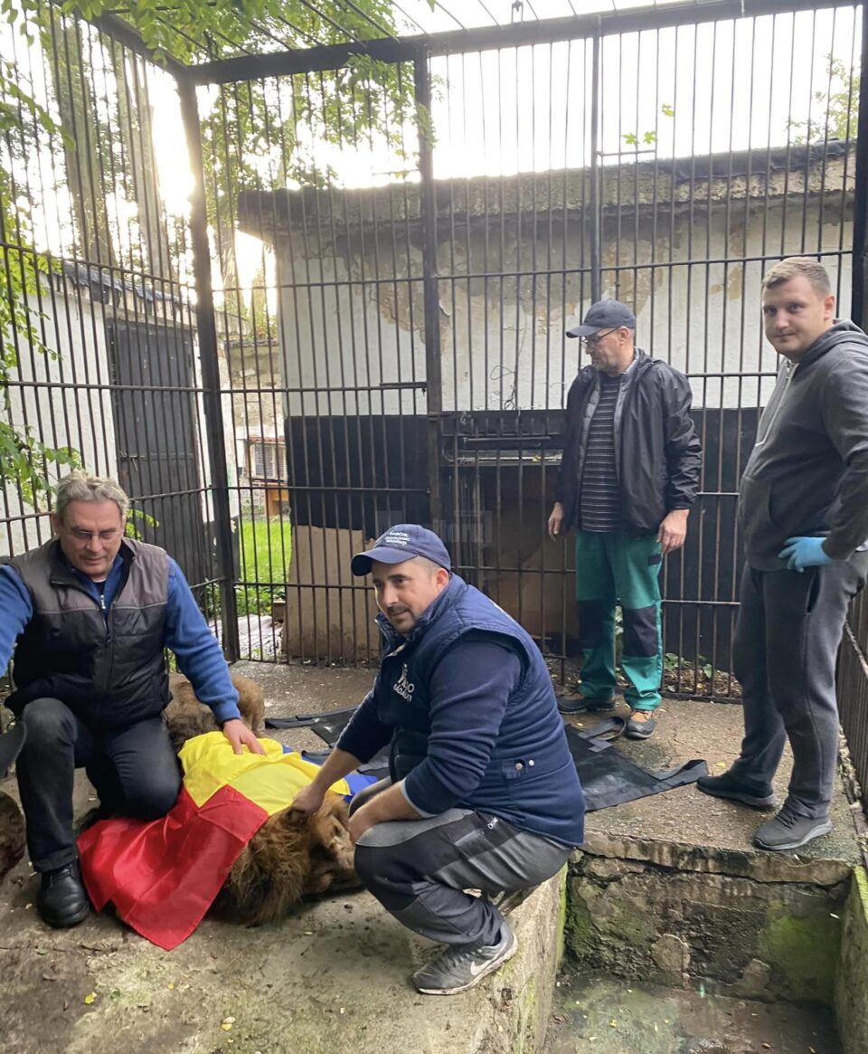 Leii Simba ;i Mir, refugiați din Ucraina la Grădina Zoologică Rădăuți, au plecat în Africa 1