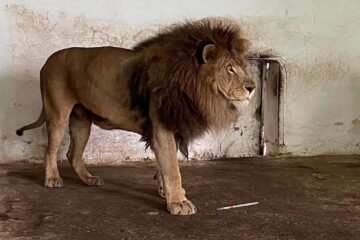 Leii Simba și Mir, refugiați din Ucraina la Grădina Zoologică Rădăuți, au plecat în Africa