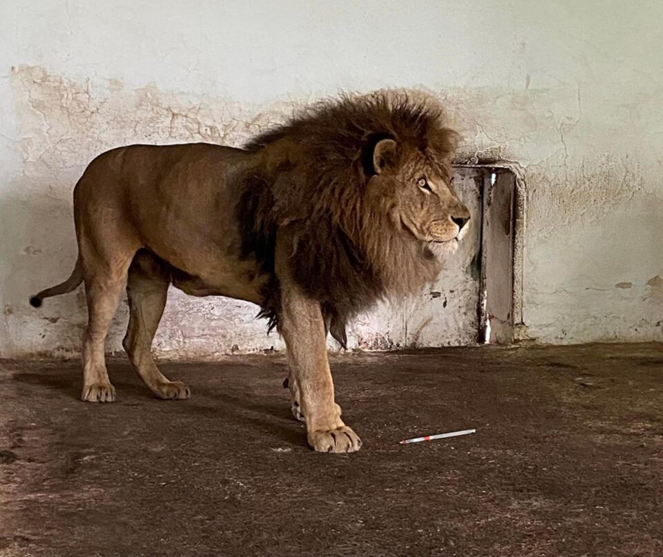 Leii Simba și Mir, refugiați din Ucraina la Grădina Zoologică Rădăuți, au plecat în Africa