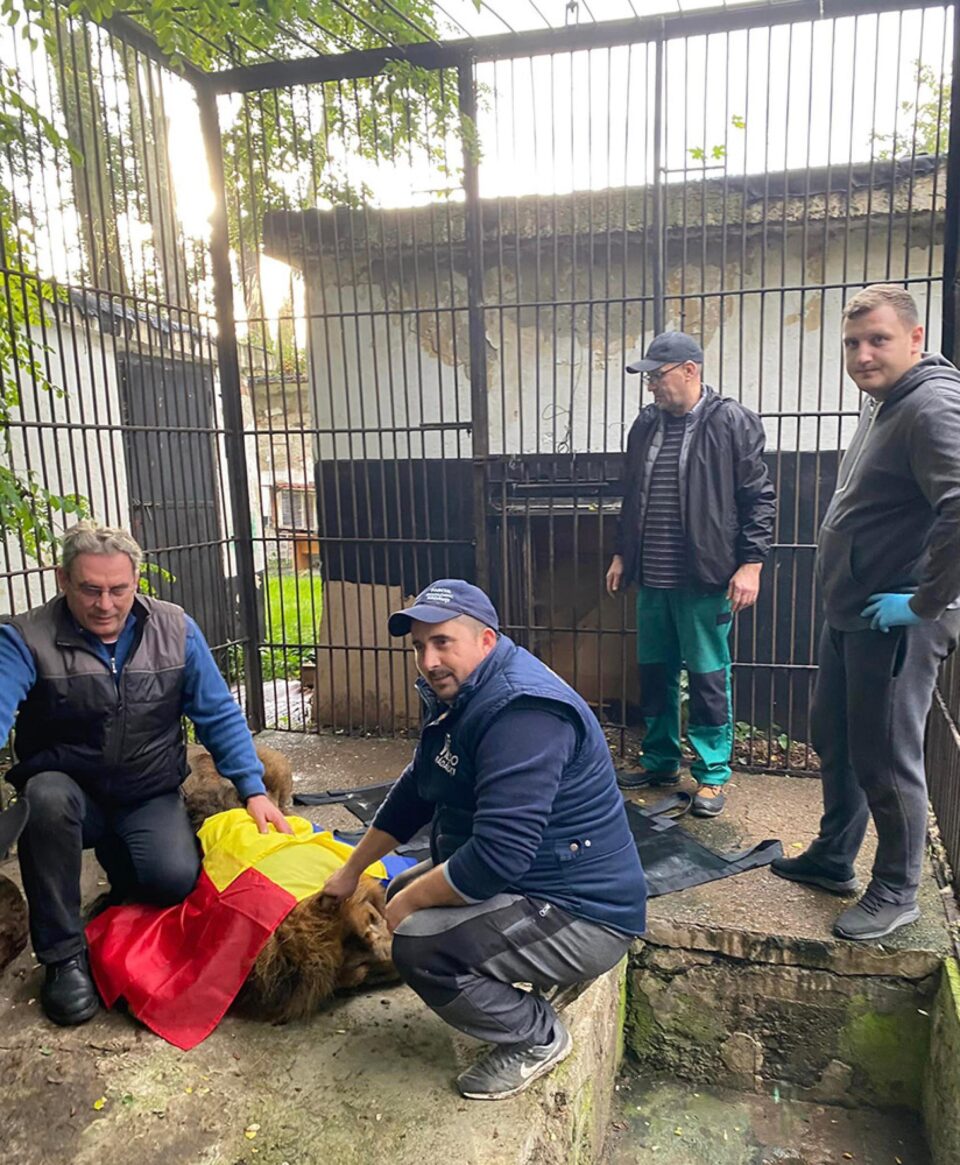 Leii Simba și Mir, refugiați din Ucraina la Grădina Zoologică Rădăuți, au plecat în Africa