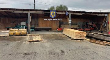 Caracatița traficanților de material lemnos din județ, deranjată de anchetatori de la București