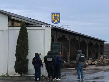 Caracatița traficanților de material lemnos din județ, deranjată de anchetatori de la București