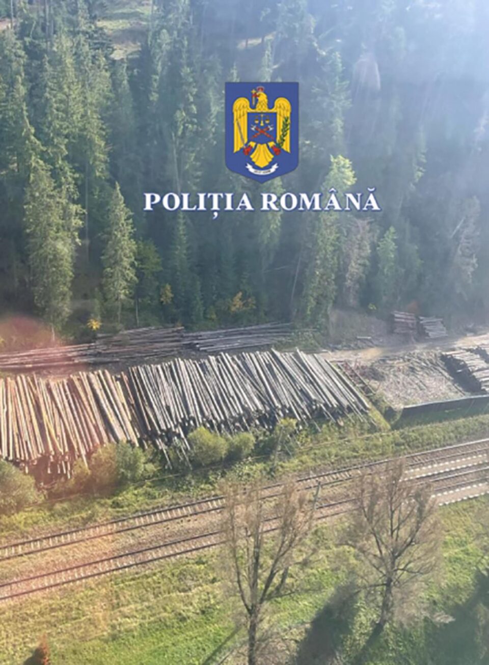 Peste 21.000 mc de material lemnos, puși sub sechestru în urma descinderilor din dosarul ”mafia lemnului”