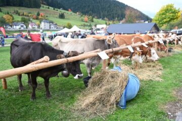 Expoziție de animale