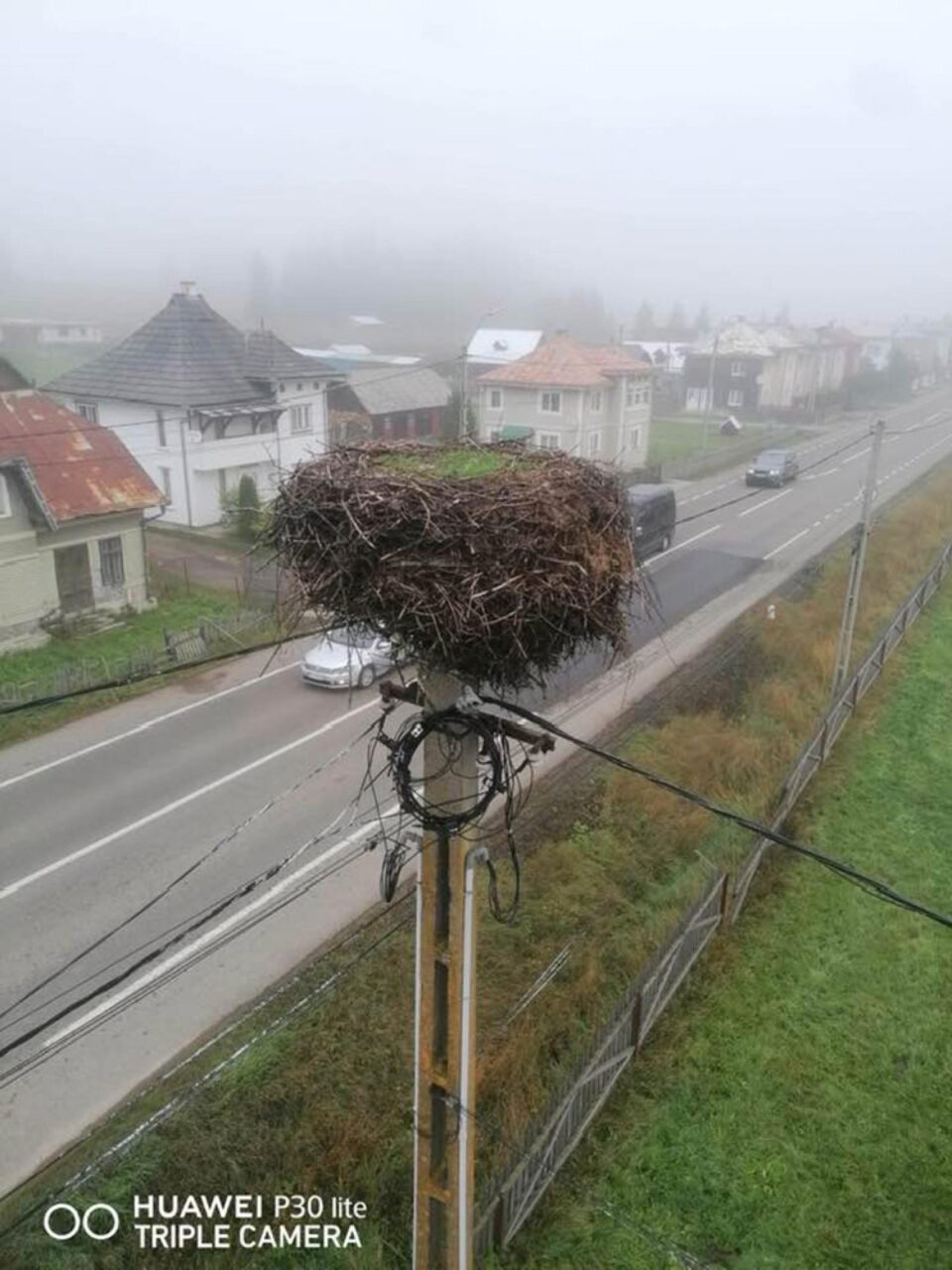Operațiunea „Salvarea berzei”, desfășurată la Poiana Stampei