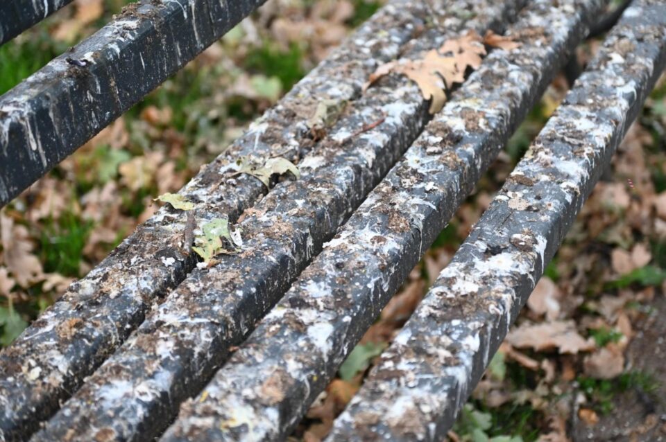 Toate băncile din curtea Spitalului Vechi sunt murdărite de ciori