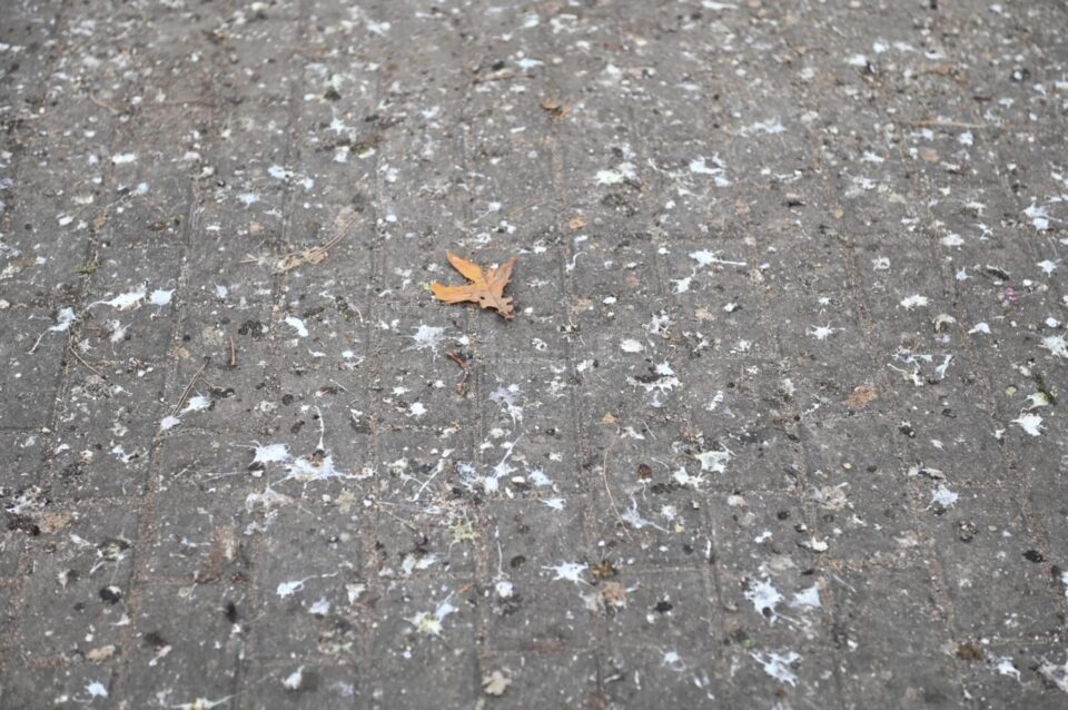 Aleile din curtea Spitalului Vechi, murdărite de ciori