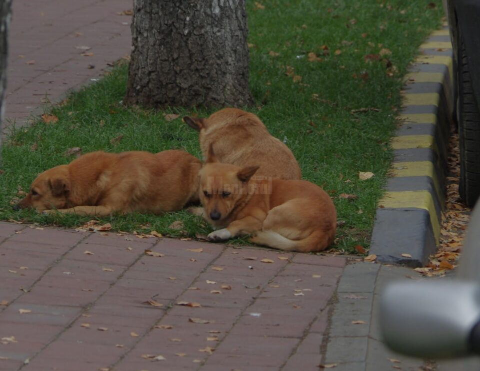 Câini pe străzile Sucevei