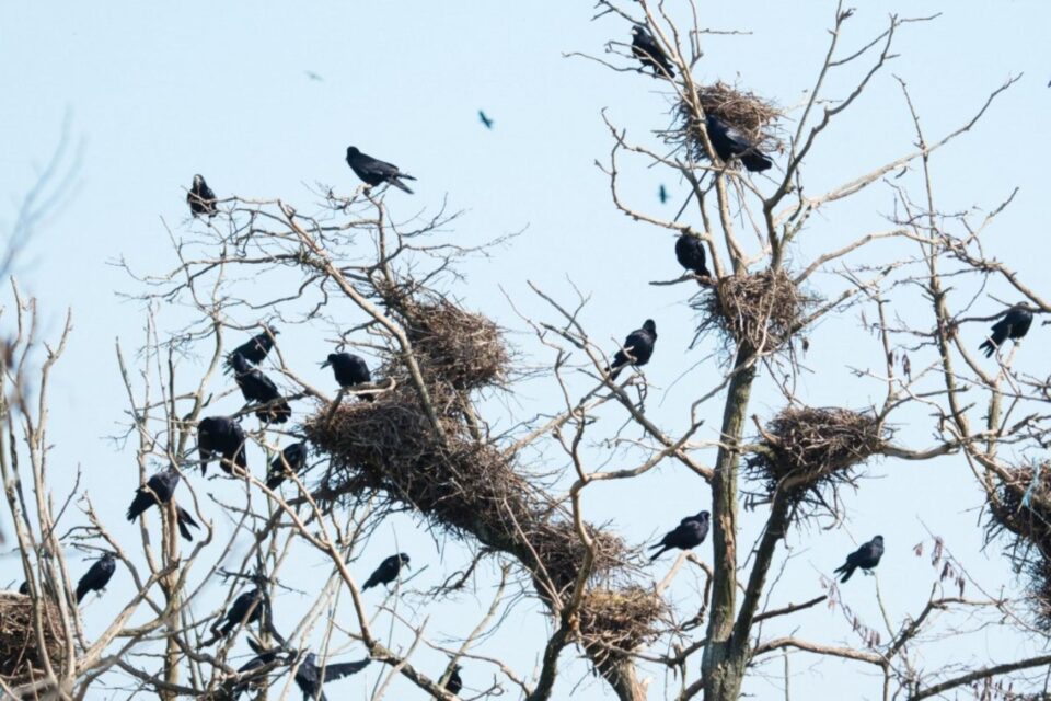 De frica plângerilor penale, Primăria Suceava nu se mai atinge de ciorile din oraș