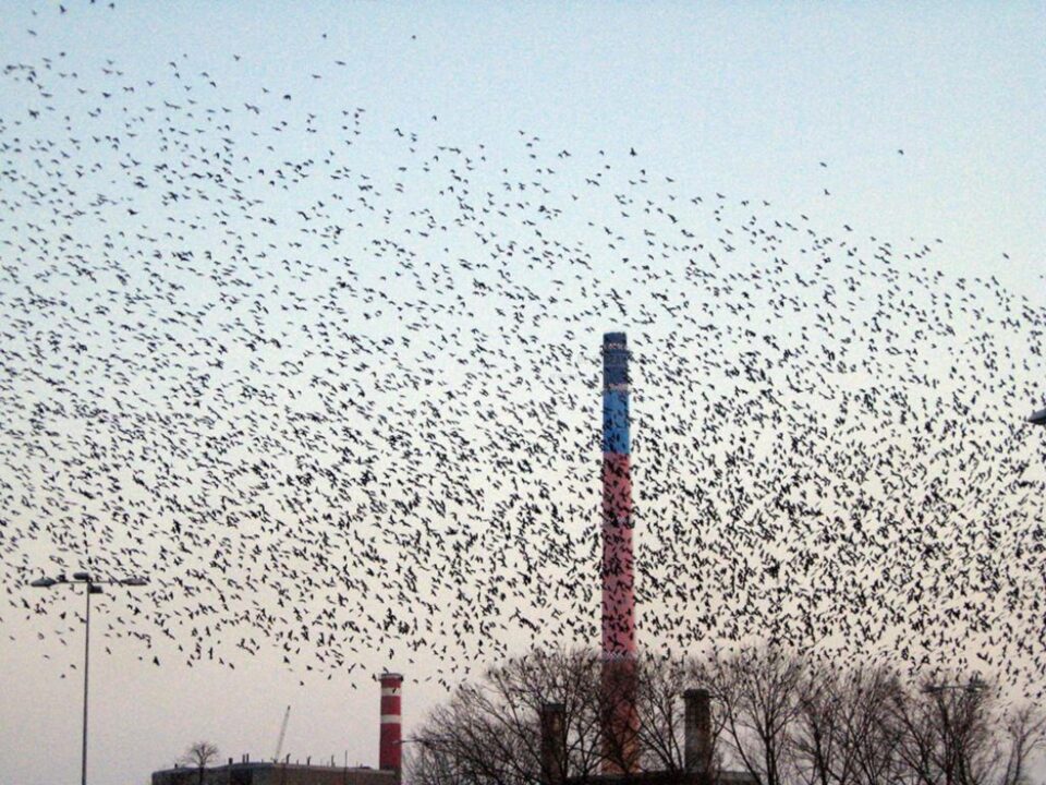 De frica plângerilor penale, Primăria Suceava nu se mai atinge de ciorile din oraș
