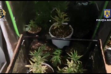 Tânăr arestat după ce în locuința lui s-a găsit canabis