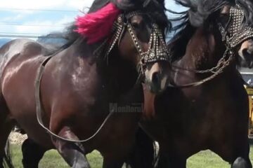 Descindere a polițiștilor și inspectorilor veterinari la un târg de cai neautorizat. Foto curierul.ro