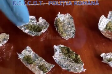 Canabis găsit la percheziții