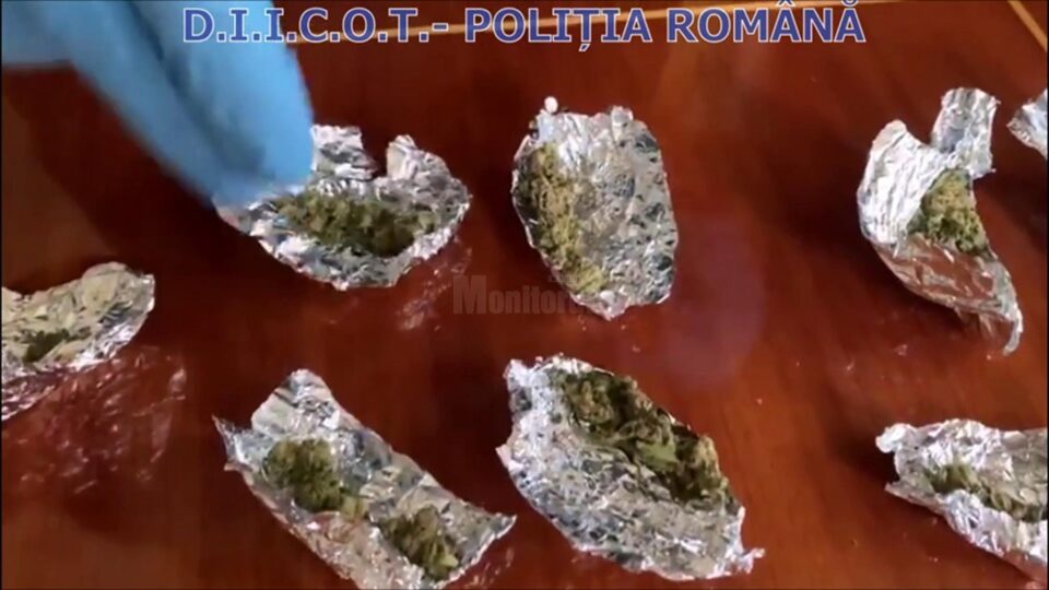 Canabis găsit la percheziții