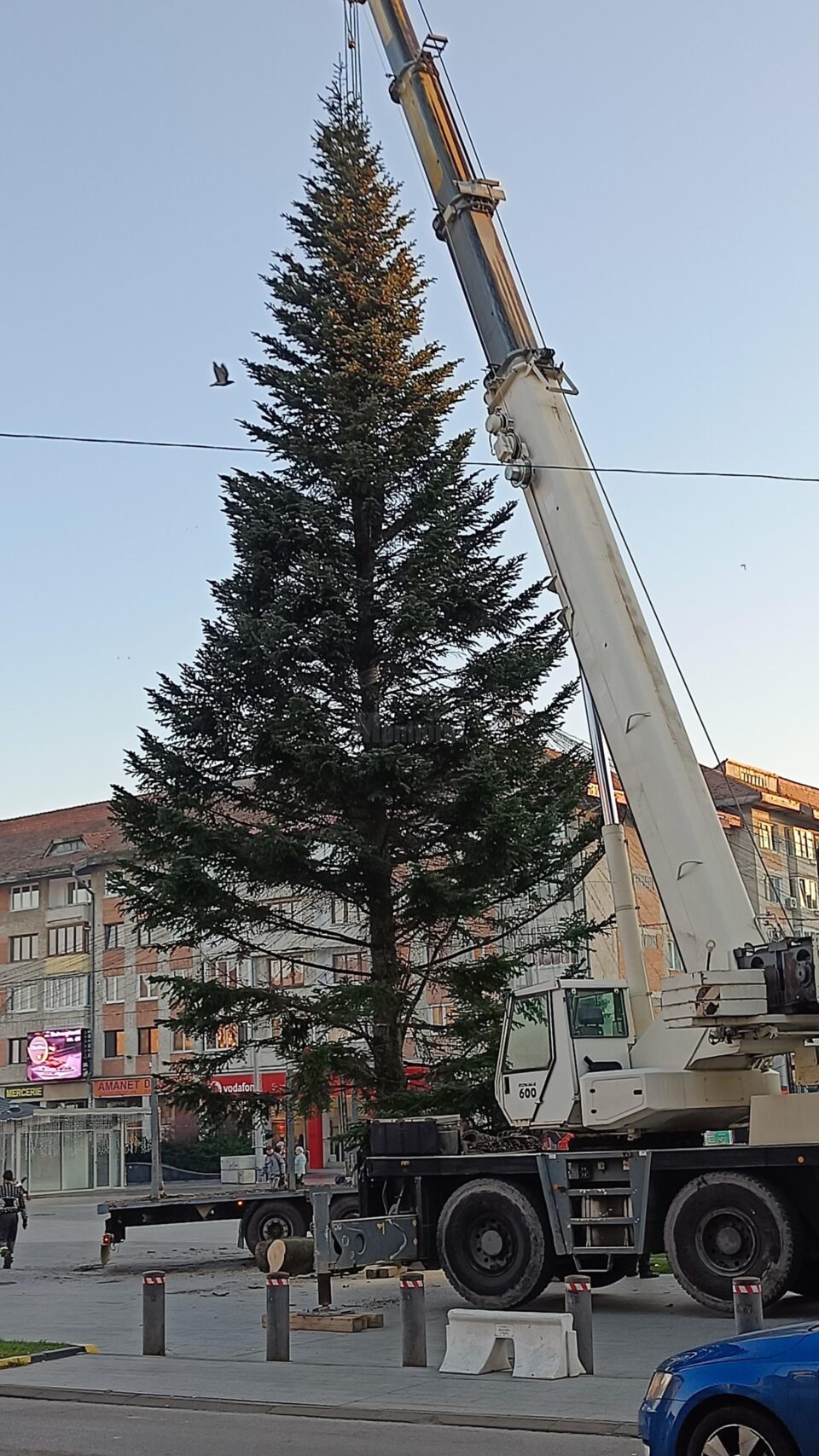 Bradul a fost adus de la Ocolul Silvic Fălticeni, din zona Cornu Luncii, iar ornarea sa va începe de luni