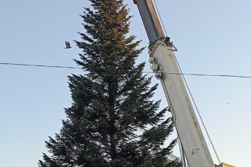 Bradul a fost adus de la Ocolul Silvic Fălticeni, din zona Cornu Luncii, iar ornarea sa va începe de luni