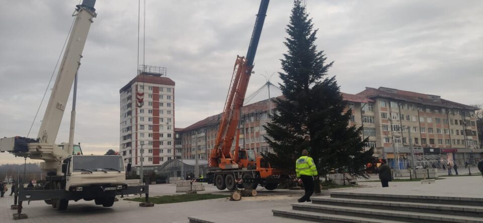 Bradul din centrul Sucevei, înlocuit pentru a se potrivi noilor instalații ornamentale Bradul din centrul Sucevei, înlocuit pentru a se potrivi noilor instalații ornamentale