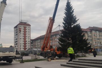 Bradul din centrul Sucevei, înlocuit pentru a se potrivi noilor instalații ornamentale